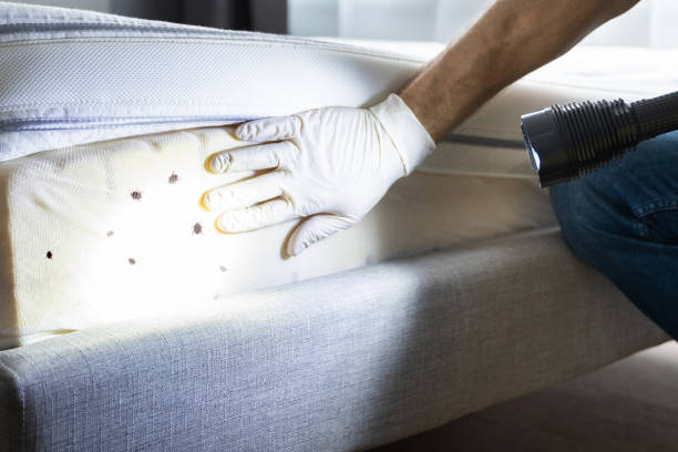 Best Residential Pest Control  in Virginia Beach, VA