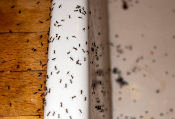 Best Pest Inspection Near Me  in Virginia Beach, VA